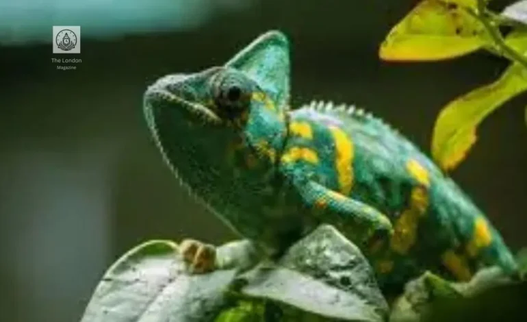 The Secret Life of Chameleónovité – More Than Just Color Changing