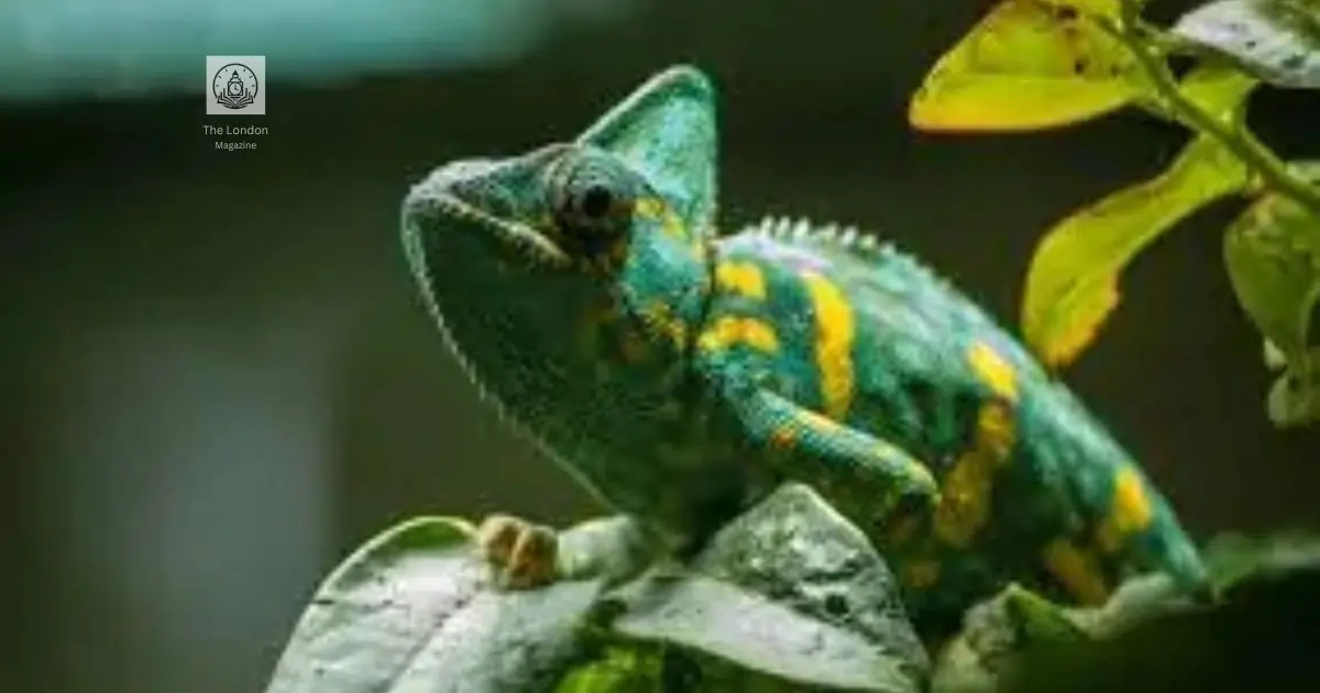 The Secret Life of Chameleónovité – More Than Just Color Changing